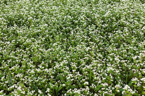 Premium Photo Farming With The Cultivation Of Buckwheat With White