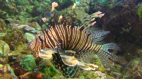 Lionfish Lion Fish In Wonderful Seabed Of The Andaman Sea Islands