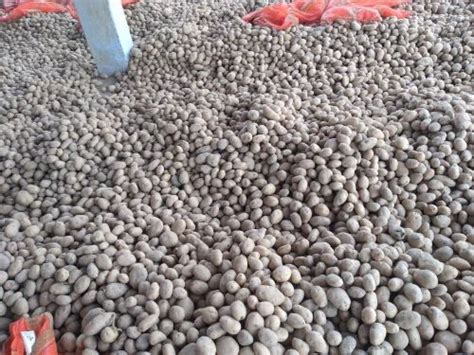 A Grade West Bengal Fresh Potato 3797 Packaging Size 50 Mm At Rs 950tonne In Hooghly