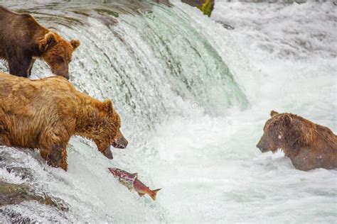 Grizzly Bears Fishing for Salmon Stock Photo - Image of bear, mammal ...