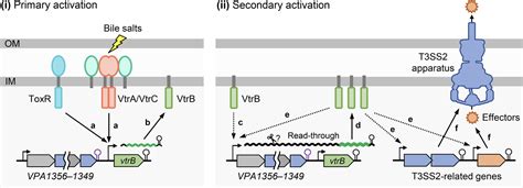 The Read Through Transcription Mediated Autoact