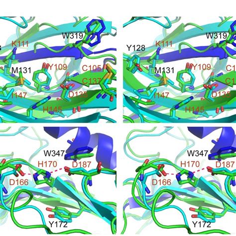 Structure Of The Human CRT Globular Domain A Representation Of The