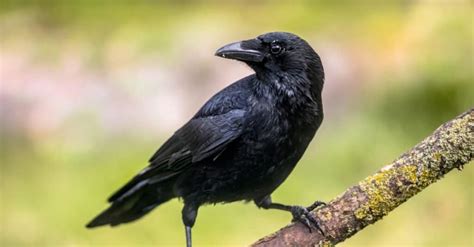 Do Crows Make Good Pets? You Would Bore This Bird - IMP WORLD