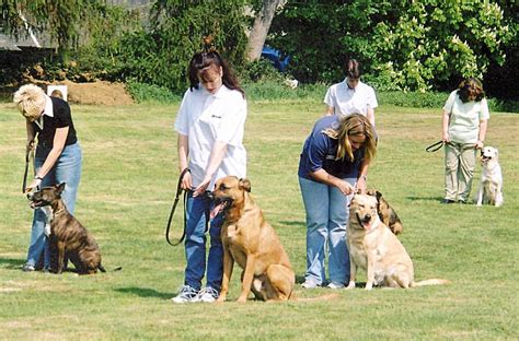 Centro Di Addestramento Cani L Educatore Cinofilo E Gli Esercizi A Casa