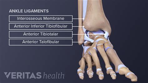 Ankle Anatomy: Muscles and Ligaments | Sports-health