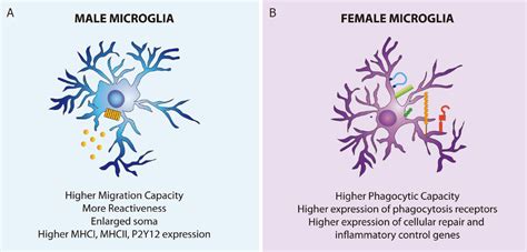 Physiological Sex Differences In Microglia And Their Relevance In Hot