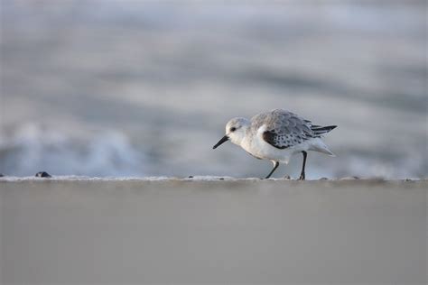 Sanderling Sanderling Calidris Alba C Armin Dreisbach