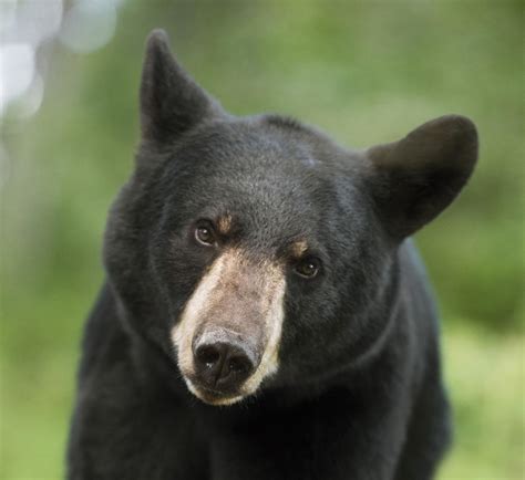 Myth: Black Bears Stink - North American Bear Center