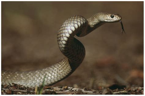 Brown Snake Pseudonaja Textilis Photo Taken By Gunther Schmida