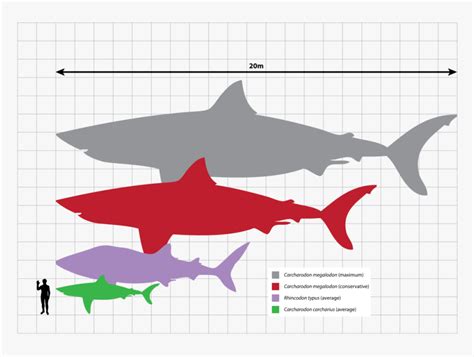 Tiger Shark Size Comparison, HD Png Download , Transparent Png Image ...