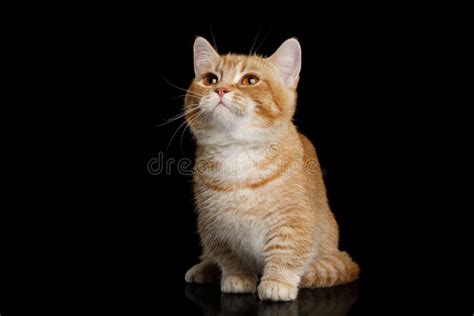 1274 Munchkin Cat Stock Photos Free And Royalty Free Stock Photos From