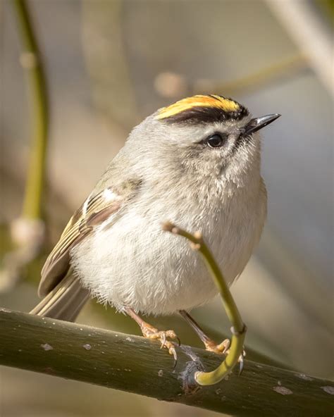 Golden Crowned Kinglet Audubon Field Guide