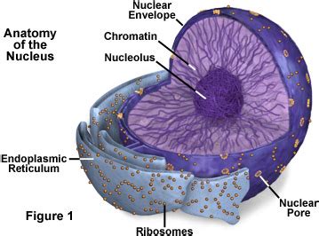 BOLO Biology Newsletter Archive: September 2012