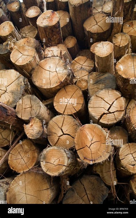 Australian Hardwood Logs Stacked Ready For Milling Stock Photo Alamy