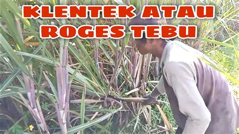 KEGIATAN KLENTEK ATAU ROGES TEBU YouTube