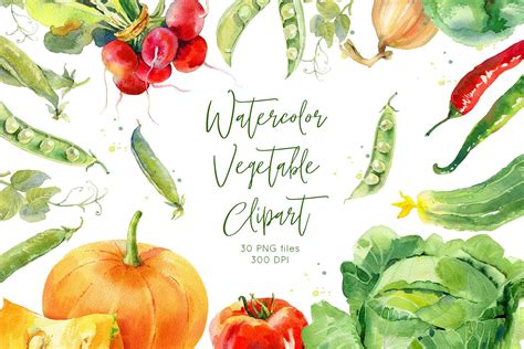 Vegetable Food Organic Healthy Vegetarian Fresh Watercolor Illustration