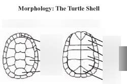 turtle shell Diagram | Quizlet