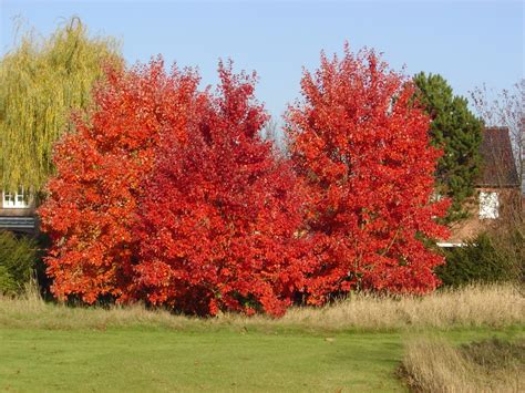 Acer Rubrum October Glory Acer Rubrum October Glory Van Den