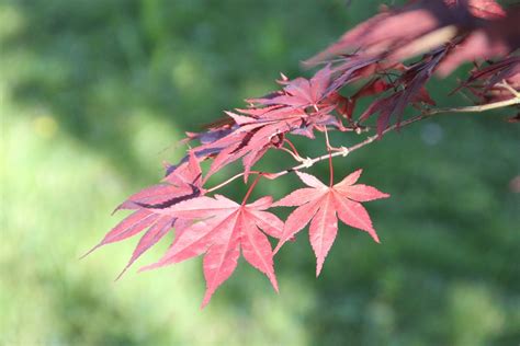 Ahorn Rote Bl Tter Japanischer Kostenloses Foto Auf Pixabay Pixabay