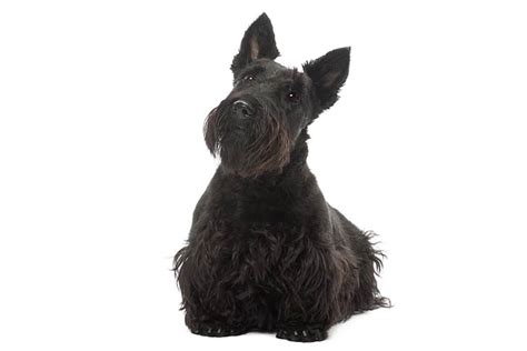 Scottish Terrier Dog Breed Information