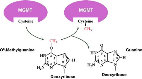 O 6 Methylguanine DNA Methyltransferase Alchetron The Free Social