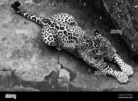 Panthera Pardus Art Black And White Stock Photos And Images Alamy