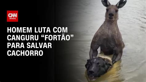 Homem Luta Canguru Fort O Para Salvar Cachorro Youtube