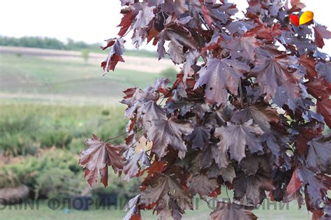 Купить Клен остролистный Кримсон Кинг Acer platanoides Crimson King - в ...