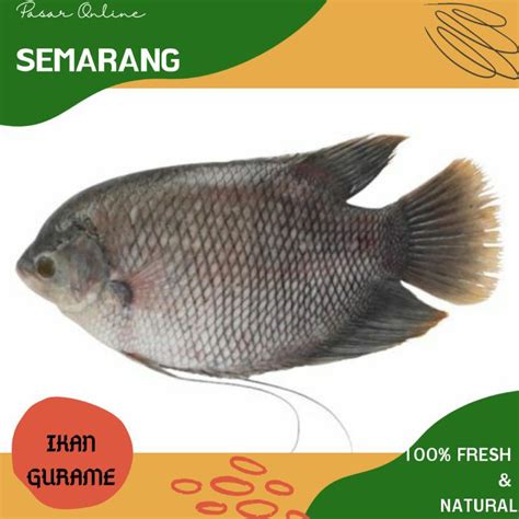 Jual Ikan Gurame Ikan Gurami Fresh Segar Makanan Sehat Makan