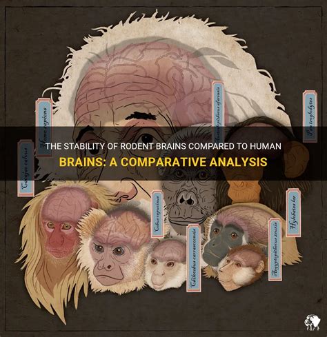 The Stability Of Rodent Brains Compared To Human Brains A Comparative