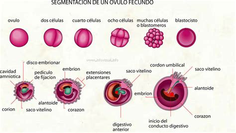 Ies Faro Biología Y Geología FecundaciÓn Desarrollo Embrionario Y Fetal