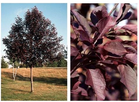 Canada Red Cherry — The Garden Kingdom