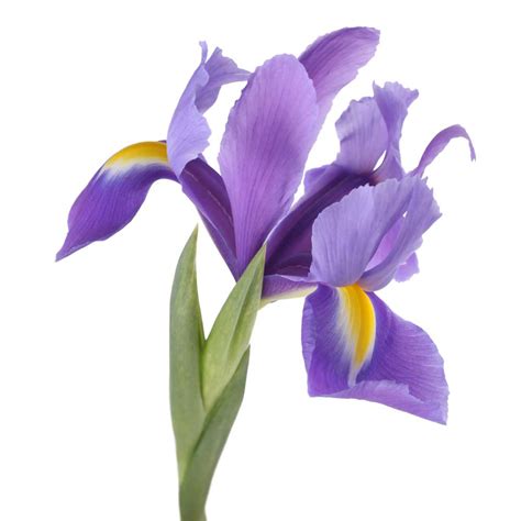 Iris Definition And Meaning Collins English Dictionary