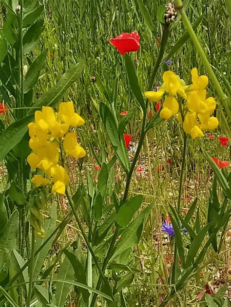 Wiesen Platterbse Wiesen Platterbse Lathyrus Pratensis Flickr