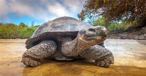 15 Fascinating Facts of Tortoise Shell Patterns You May Never Know