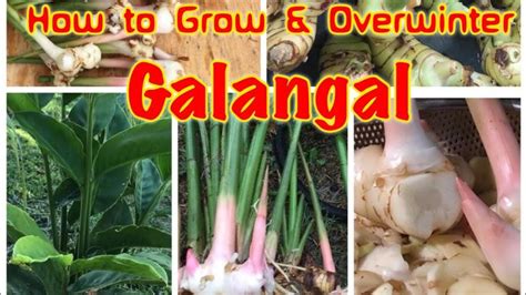 How To Grow Overwinter Galangal In Cold Climate Zone Growing