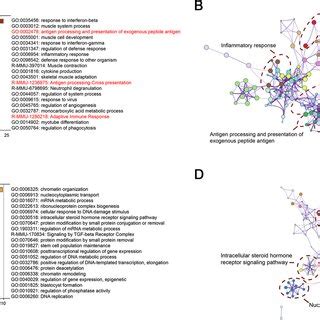 Cytotoxic Activity Of T Cells From Tumors Of Mice In The Ire And