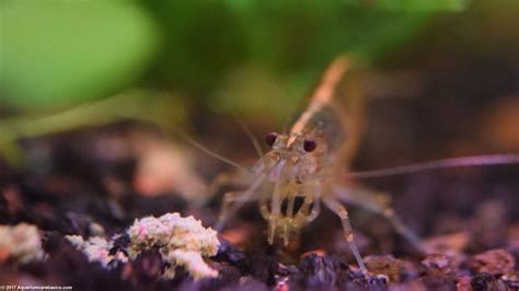 Amano Shrimp Care, Feeding, Algae Eating, Size, Lifespan - Video