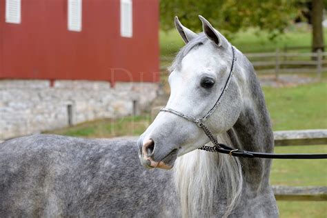Dapple Gray Arabian Horse 14657 Dierks Photo Altoona