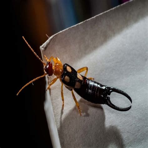 Earwig Safety: Do They Bite and Are They Dangerous?