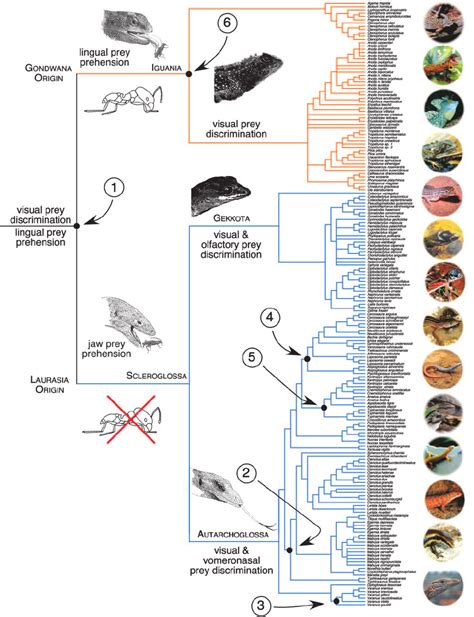 Phylogenetic Hypothesis For 184 Neotropical And Desert Lizard Species