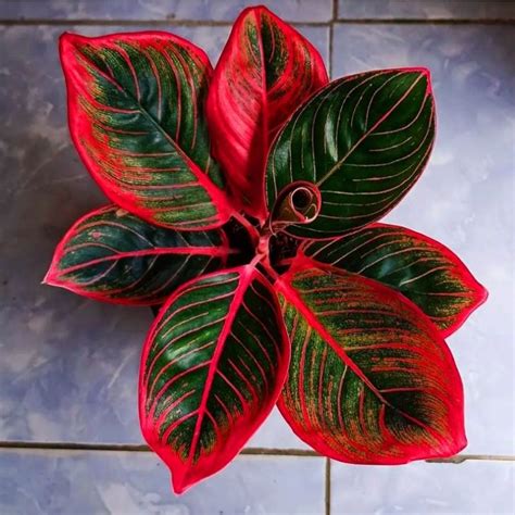 Jual Aglonema Red Lipstik Siam Aurora Tanaman Hias Aglaonema Red