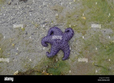 Seastar Hi Res Stock Photography And Images Alamy