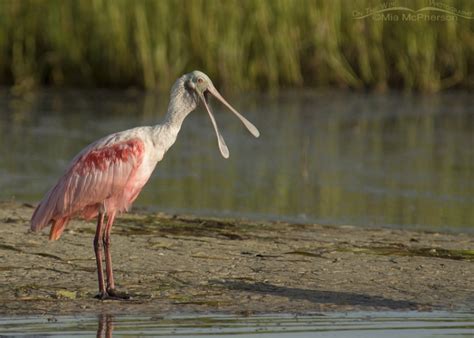 Roseate Spoonbill Images Mia Mcphersons On The Wing Photography