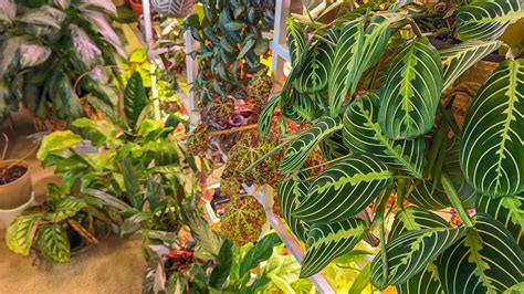 Plant Chores Repotting Some Houseplants Pest Control Watering