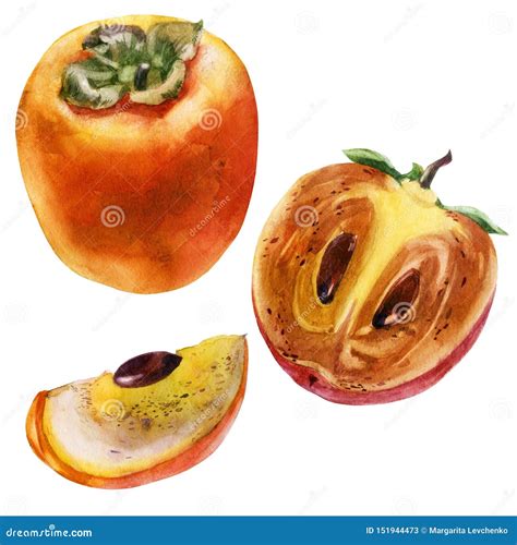 Watercolor Illustration Persimmon Persimmon Fruit Half Persimmon