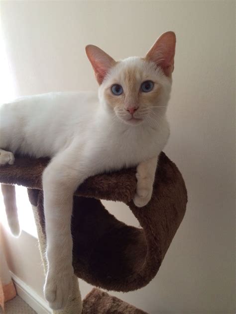 Flame Point Siamese Siamese Cats Pretty Cats Balinese Cat