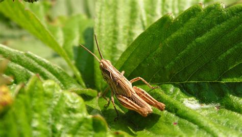 Most Common Pests In Cannabis Grasshoppers Fast Buds