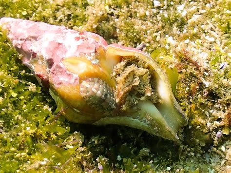 Pagurus Pitagsaleei From North West Solitary Island New South Wales