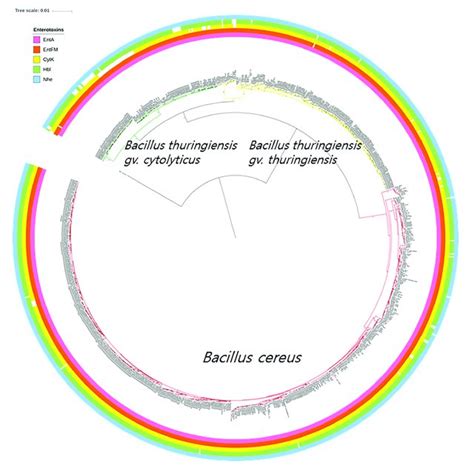 The Bacterial Core Gene Based Phylogenomic Tree Of Bacillus Cereus